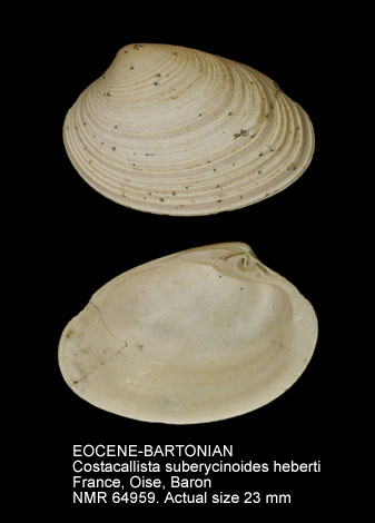 EOCENE-BARTONIAN Costacallista suberycinoides heberti.jpg - EOCENE-BARTONIANCostacallista suberycinoides heberti(Deshayes,1850)